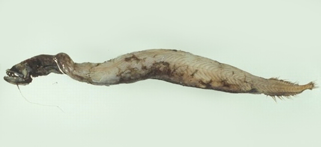 (Stomiidae) СЕМЕЙСТВО СТОМИЕВЫЕ (Barbeled dragonfishes) 27 родов 282 вида